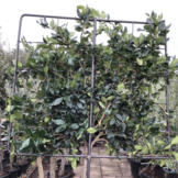 Japanse liguster leiboom - Ligustrum japonicum