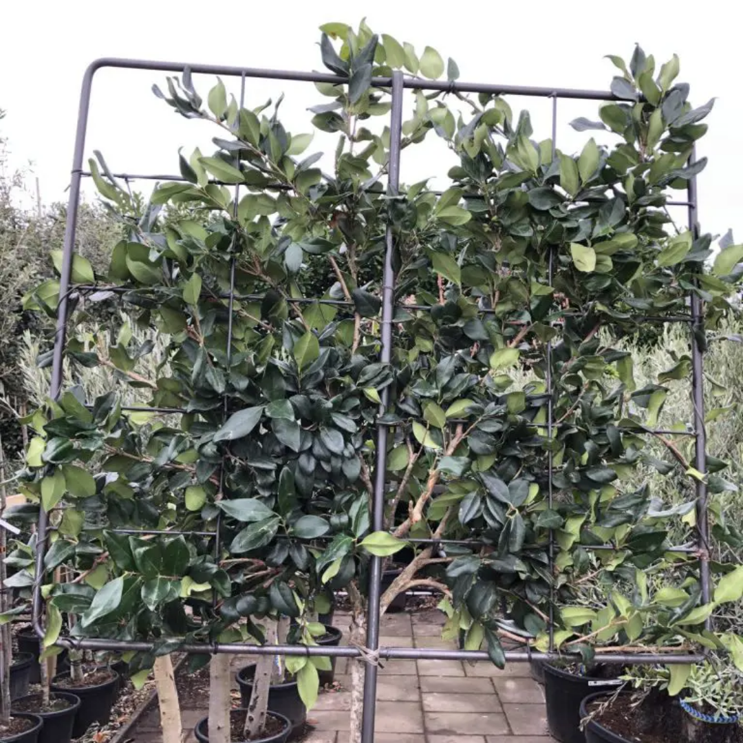 Japanse liguster leiboom - Ligustrum japonicum