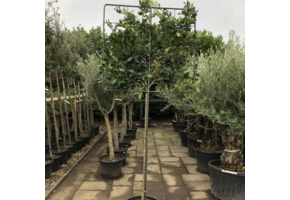 Japanse liguster leiboom - Ligustrum japonicum