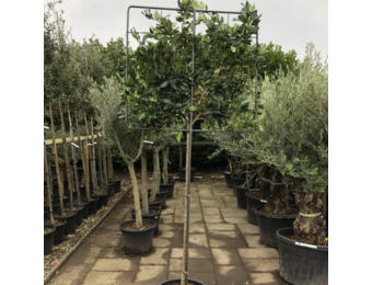 Japanse liguster leiboom - Ligustrum japonicum