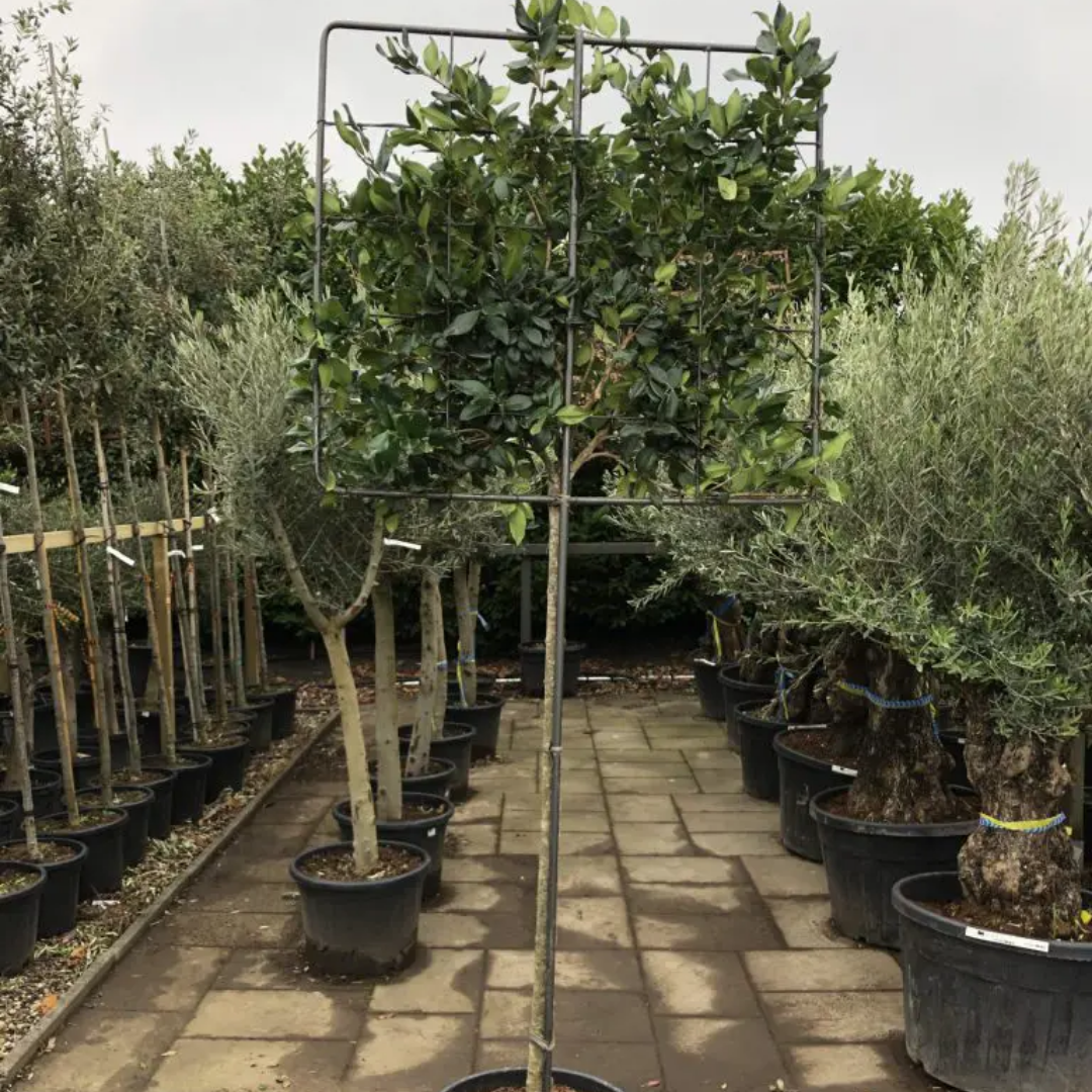 Leiboom - Ligustrum japonicum