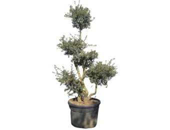 Kurkeik - Quercus Suber - Pom pon