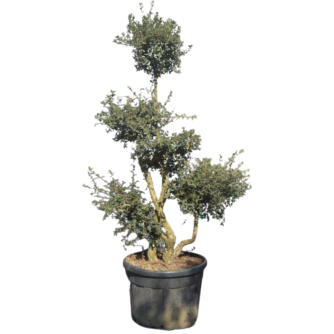 Kurkeik - Quercus Suber - Pom pon