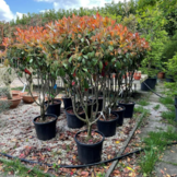Glansmispel meerstammig - Photinia Fraseri Red Robin