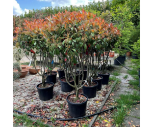 halls plant Halls Hardy Almond Tree
