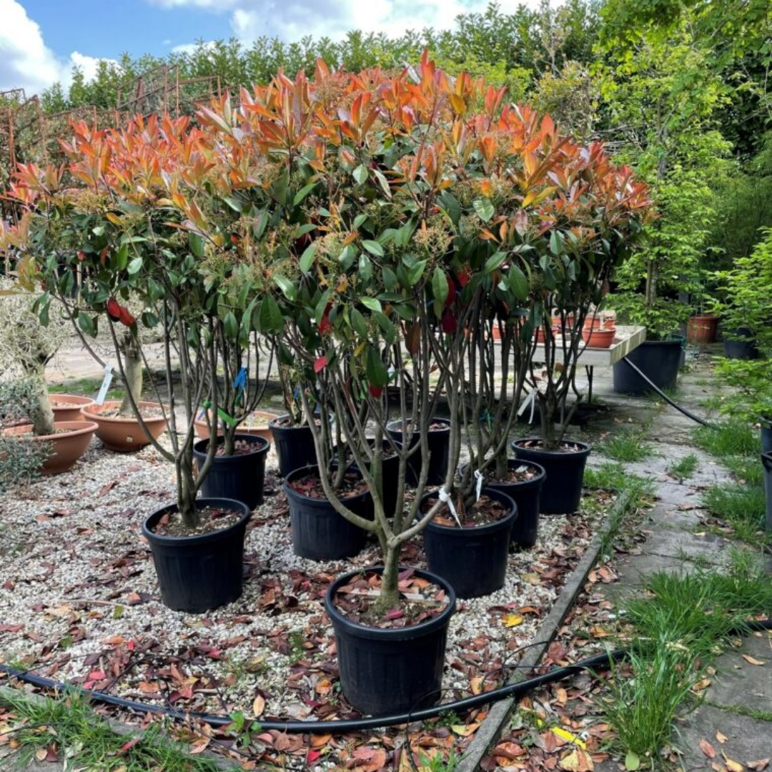 Glansmispel meerstammig - Photinia Fraseri Red Robin