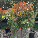 Glansmispel meerstammig - Photinia Fraseri Red Robin