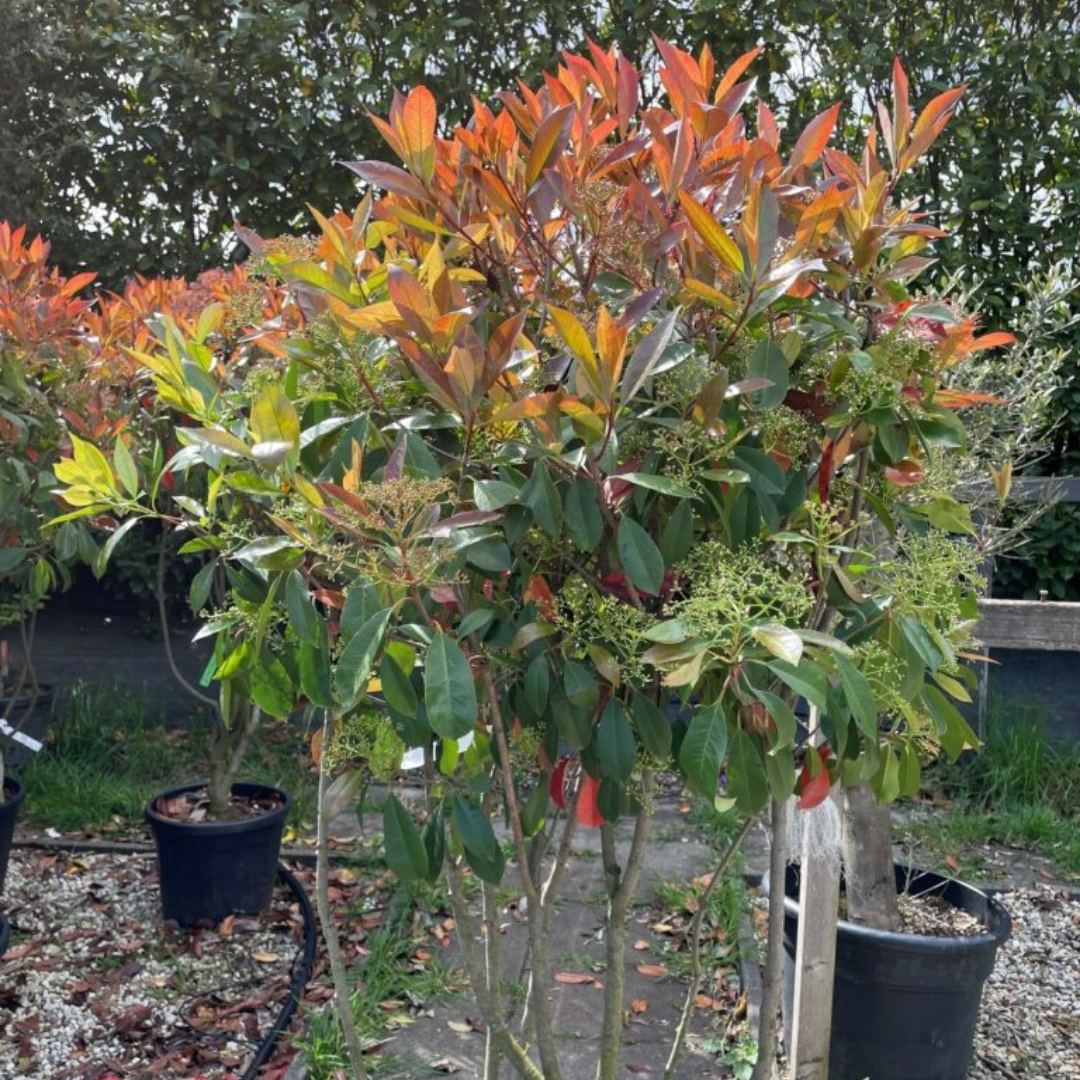 Glansmispel meerstammig - Photinia Fraseri Red Robin