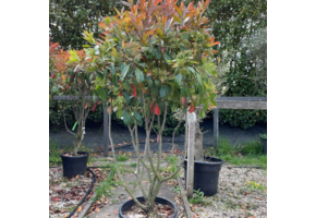 Glansmispel - Photinia Fraseri Red Robin - meerstammig