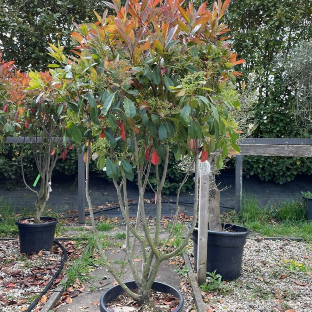 Glansmispel meerstammig - Photinia Fraseri Red Robin