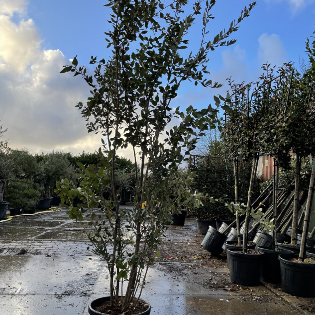 Steeneik - Quercus Ilex - meerstammig wilde vorm