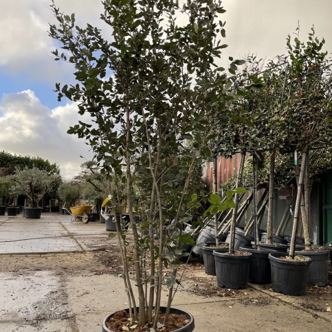 Steeneik - Quercus Ilex - meerstammig wilde vorm