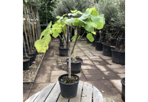 Vijgenboom - Ficus Carica 'Brown Turkey' - Small