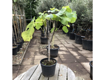 Vijgenboom - Ficus Carica 'Brown Turkey' - Small