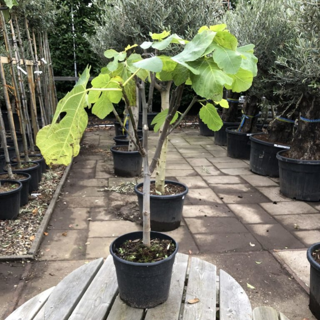 Vijgenboom - Ficus Carica 'Brown Turkey' - Small
