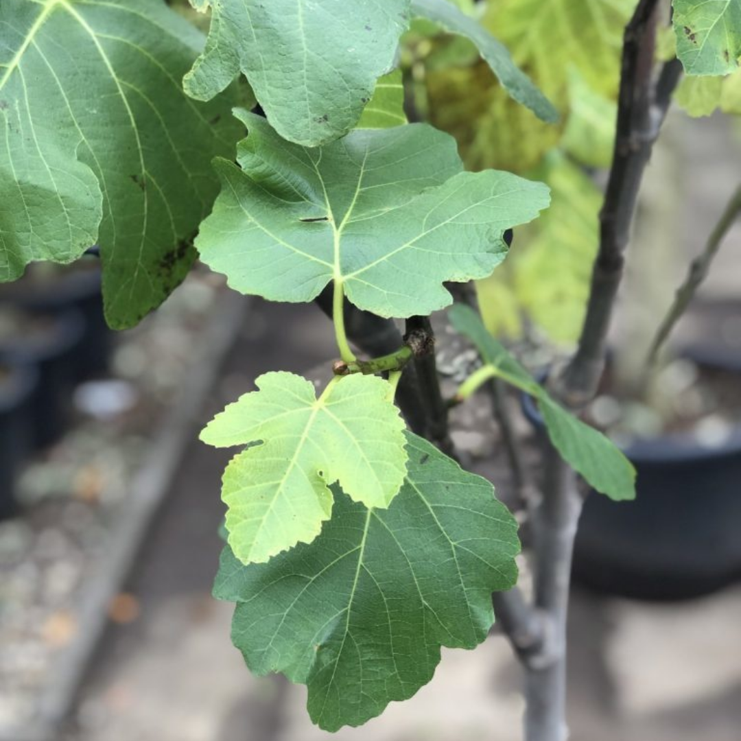 Vijgenboom - Ficus carica - Small