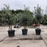 Olijfboom - drie stammen