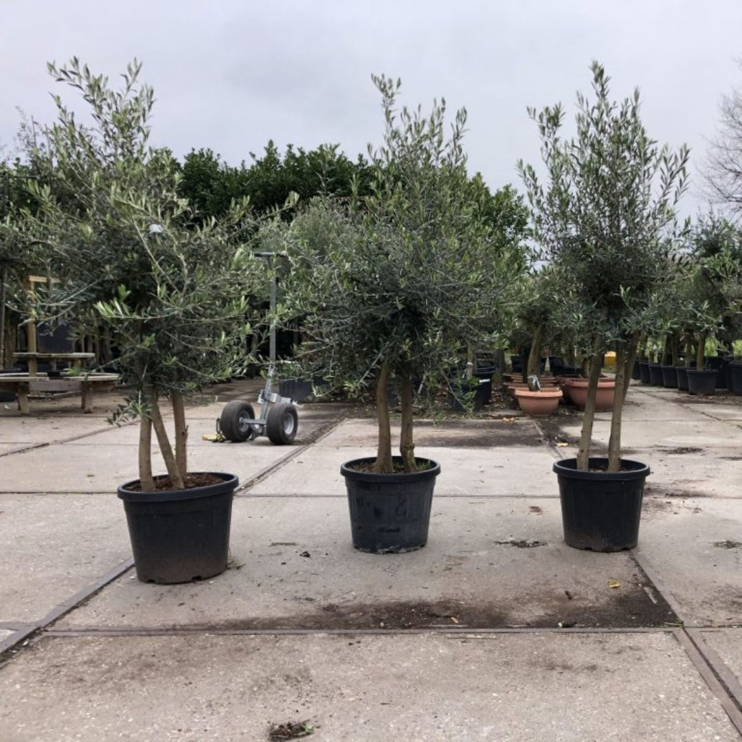 Olijfboom - drie stammen