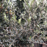 Olijfboom - drie stammen