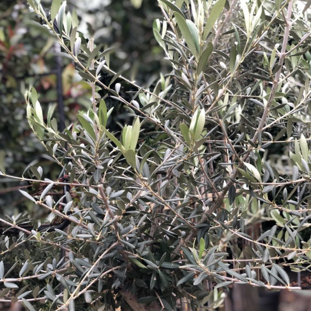 Olijfboom - drie stammen