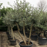 Olijfboom - drie stammen