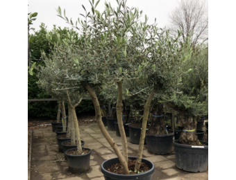 Olijfboom - drie stammen