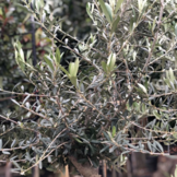 Olijfboom - Pom pon klein