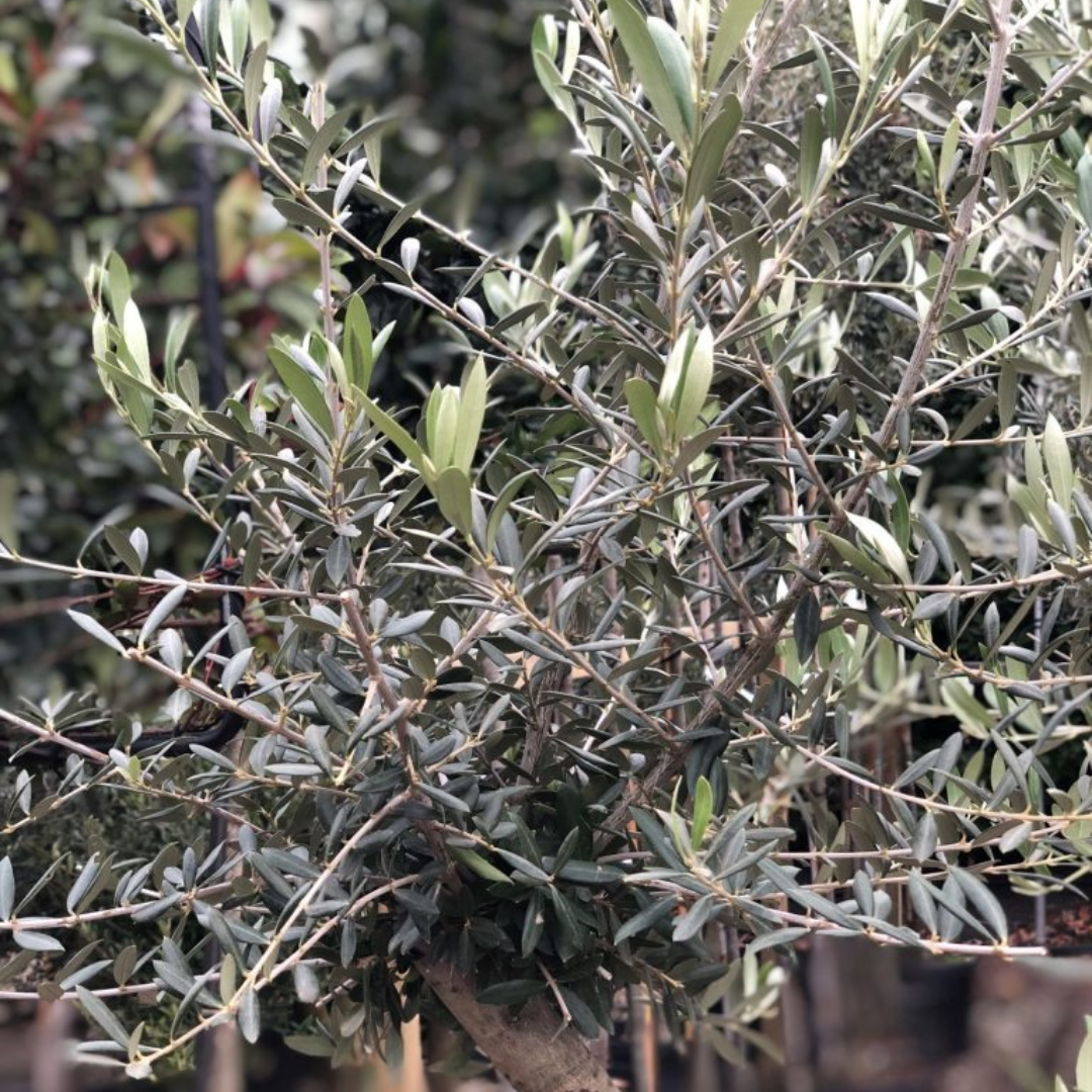 Olijfboom - Pom pon klein