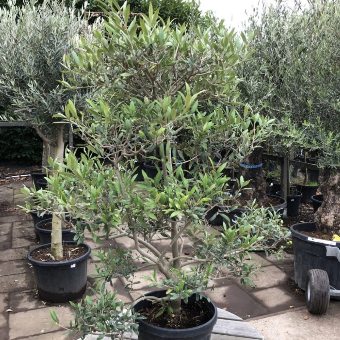 Olijfboom - Pom pon klein