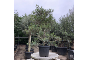 Olijfboom - Pom pon klein