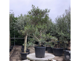 Olijfboom - Pom pon klein