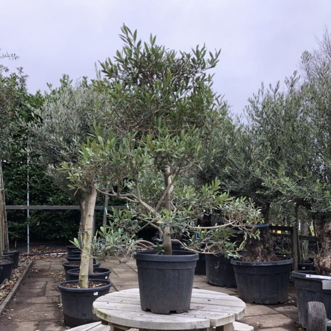 Olijfboom - Pom pon klein