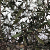 Olijfboom - wilde vorm op dunne stam