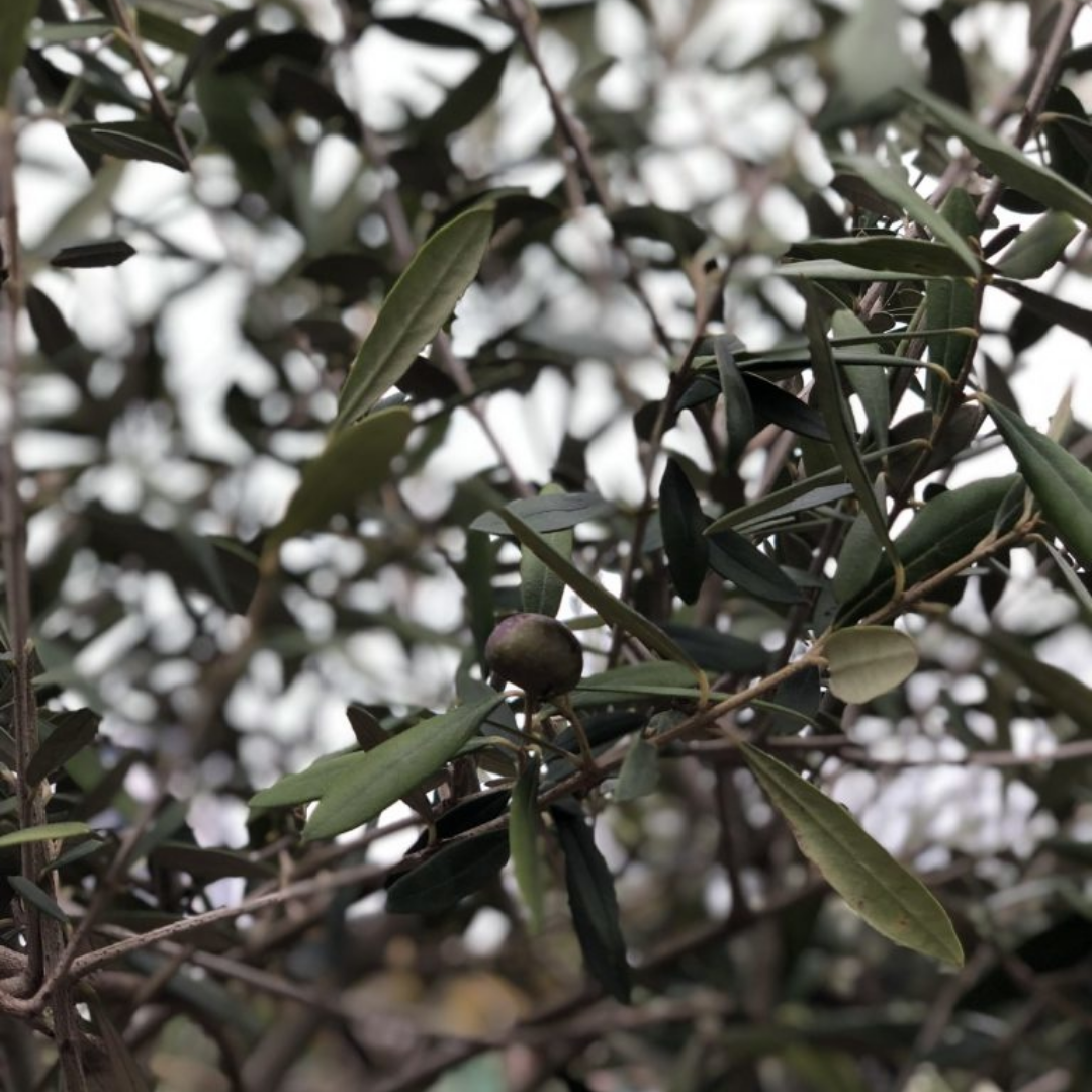 Olijfboom - wilde vorm op dunne stam