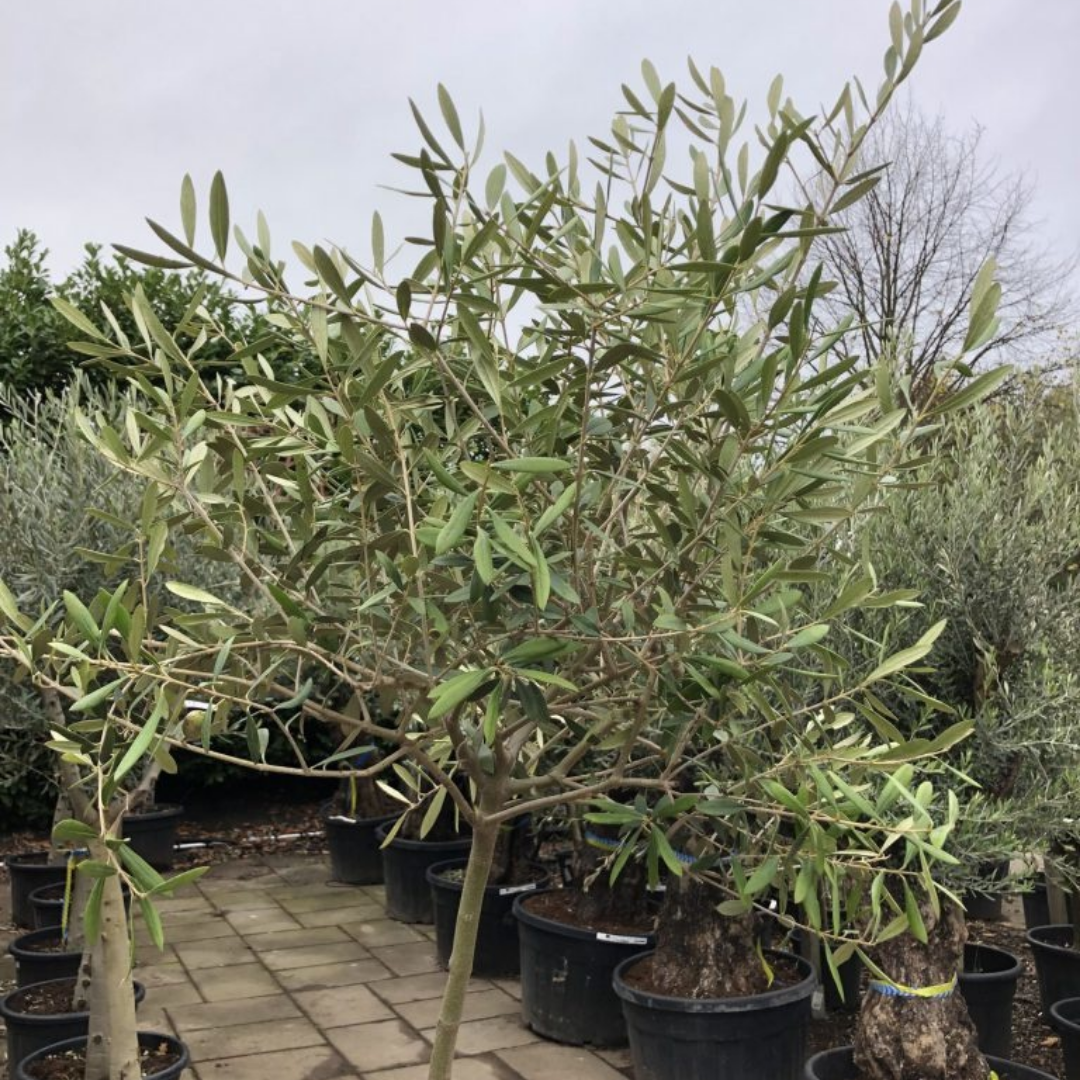 Olijfboom - wilde vorm op dunne stam