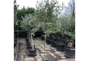 Olijfboom - wilde vorm op dunne stam