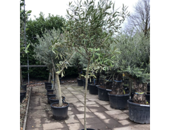 Olijfboom - wilde vorm op dunne stam