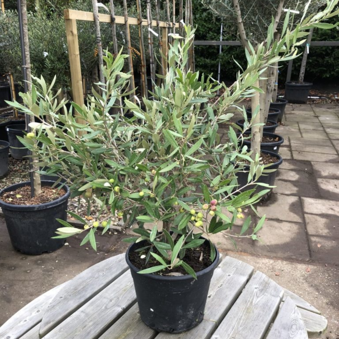 Olijfstruik - Olea europaea