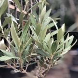 Olijfboompje - wilde vorm