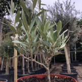 Olijfboompje - wilde vorm