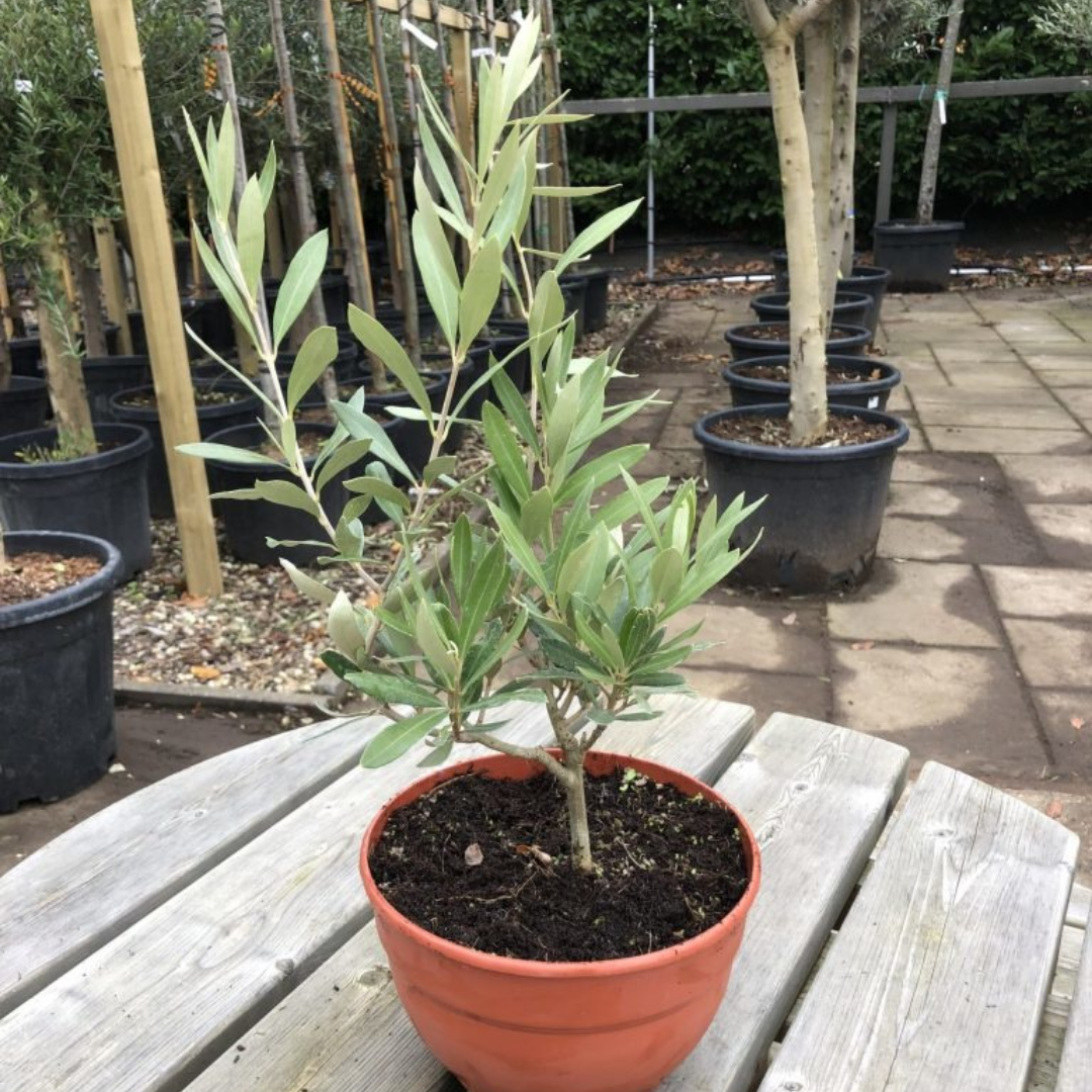 Olijfboompje - wilde vorm