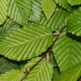 Beukenboom - Carpinus Betulus