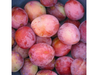 Oude pruimenboom - Prunus Reine Victoria