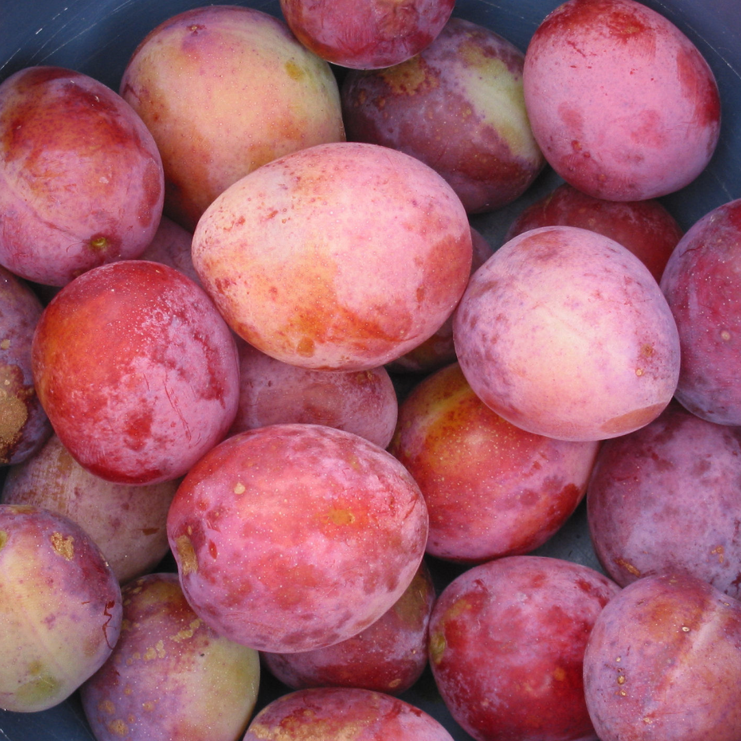 Oude pruimenboom - Prunus Reine Victoria