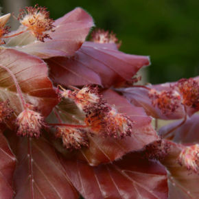 Rode leibeuk - Fagus sylvatica ‘Atropunicea’