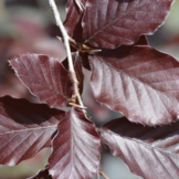 Rode Beuk laanboom - Fagus sylvatica Atropunicea