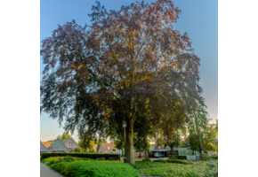 Rode Beuk laanboom - Fagus sylvatica Atropunicea