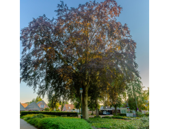 Rode Beuk laanboom - Fagus sylvatica Atropunicea