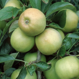 Oude appelboom - Malus d. Golden Delicious