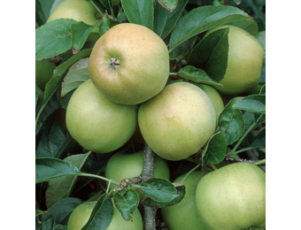 Oude appelboom - Malus d. Golden Delicious